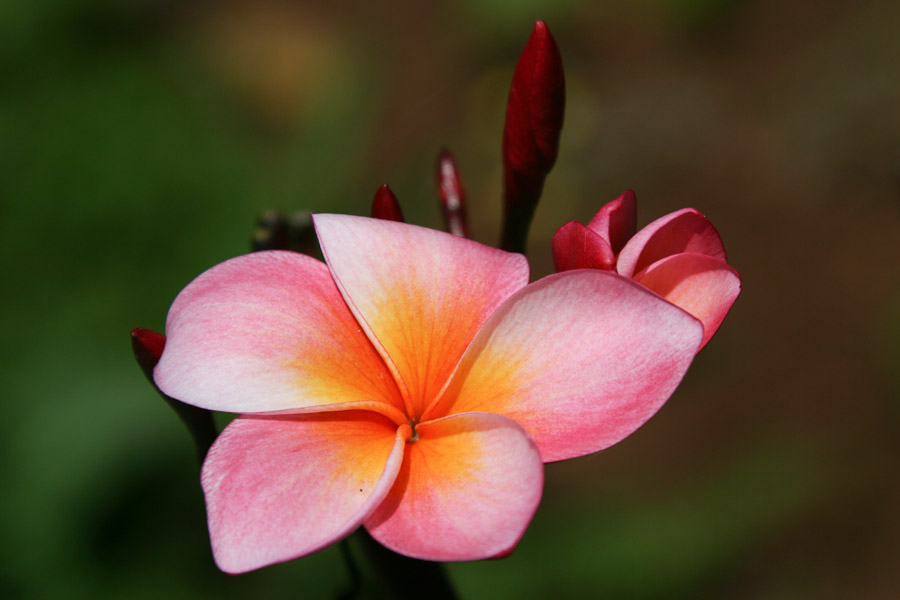 Plumérie, vodopád Tad Lo, Laos