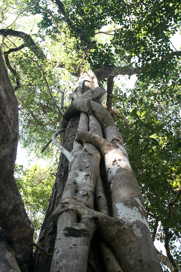 džungle cestou do Pakxongu, Laos