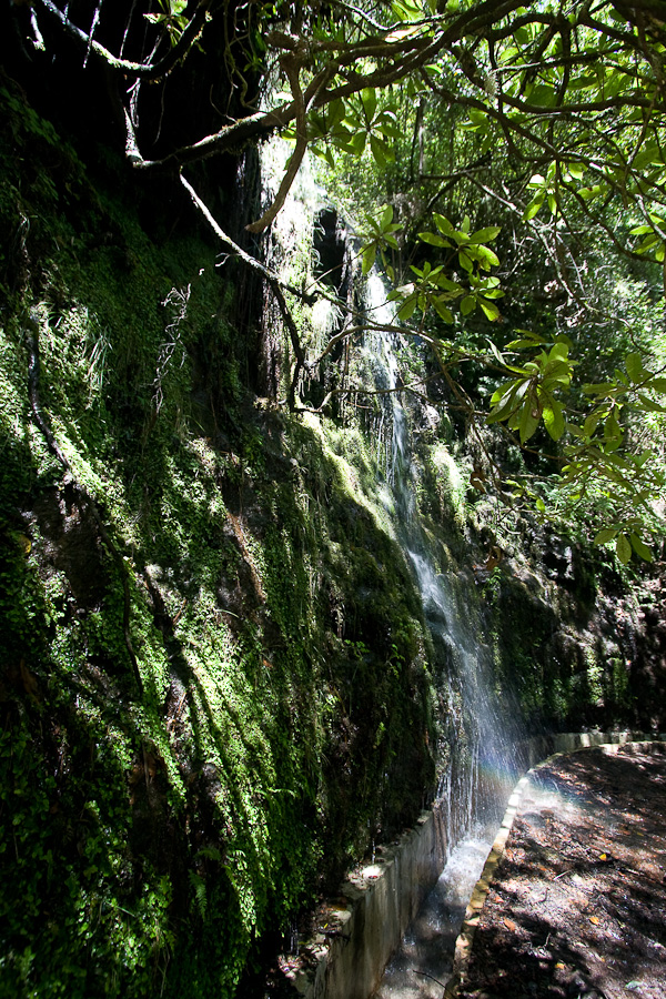 IMG_0808 --- 21.05.2010 - 13:23     levada směrem do místa Portela, byla stinná